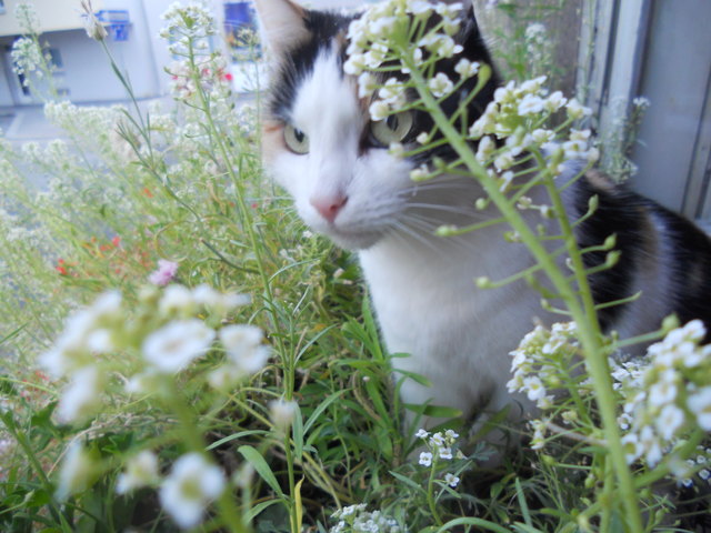 Wachsam wie ich bin, ist das Frühjahr ein Gewinn, zu sehn wie alles blüht ist herrlich fürs Gemüd. Gismo