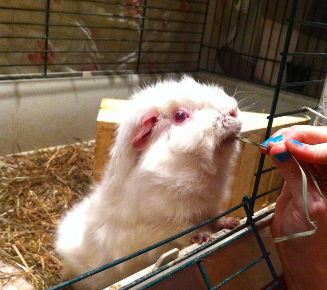 "Ich bin Serge der Große, das ist mein Heustück!"