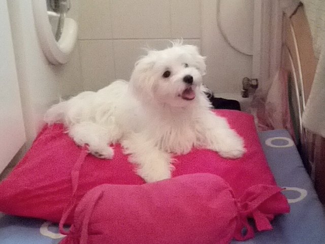 happy die malteser dame