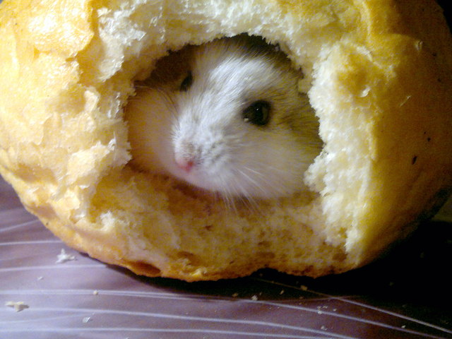 Semmeln sind so lecker !