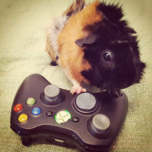 "Wie jetzt, Game over?" - Cecilia beim Xbox spielen