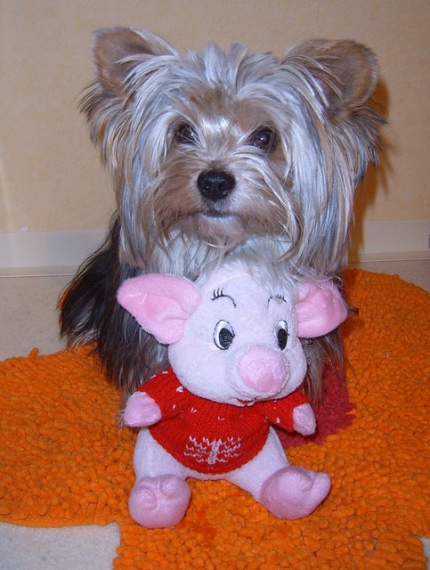 SCHWEIN MUSS MAN HABEN!!!