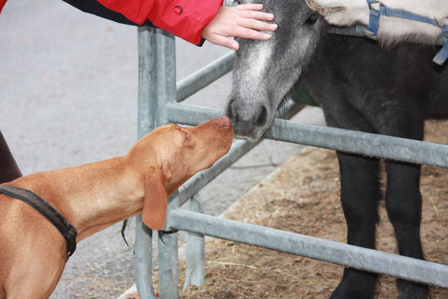Verdammt großer "Hund", der mich küssen da küssen will