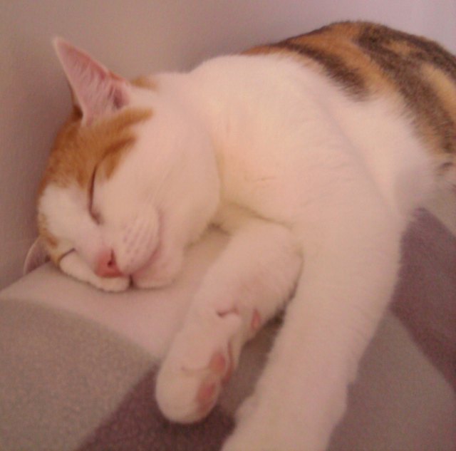 Meine Prinzessin "ASYRA", die ich über alles liebe.