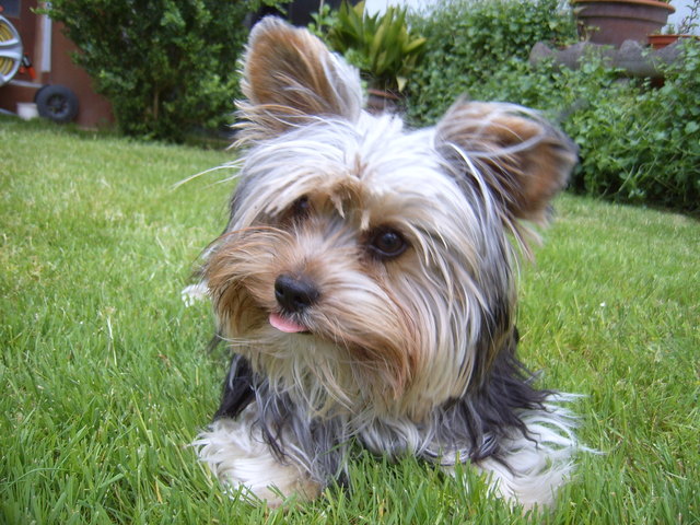 ICH BIN EIN LAUSBUB-ÄTSCH!!