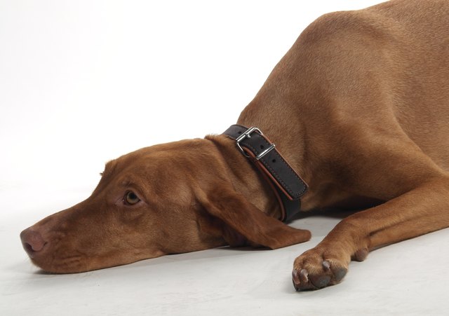 Wer hat meinen Knochen geklaut?