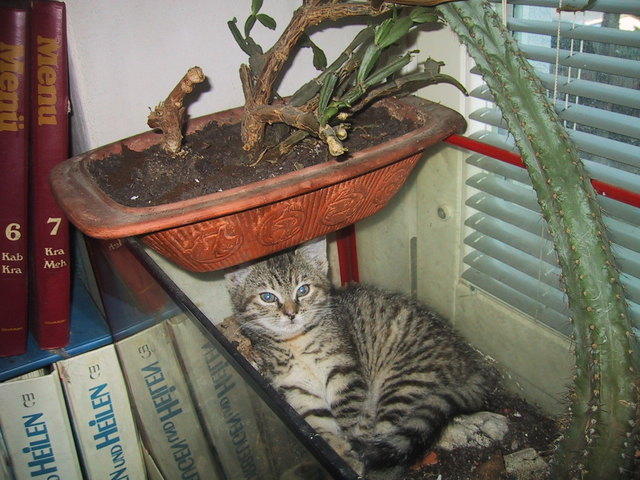 Weg mit dem Grünzeug, der Platz gehört mir!