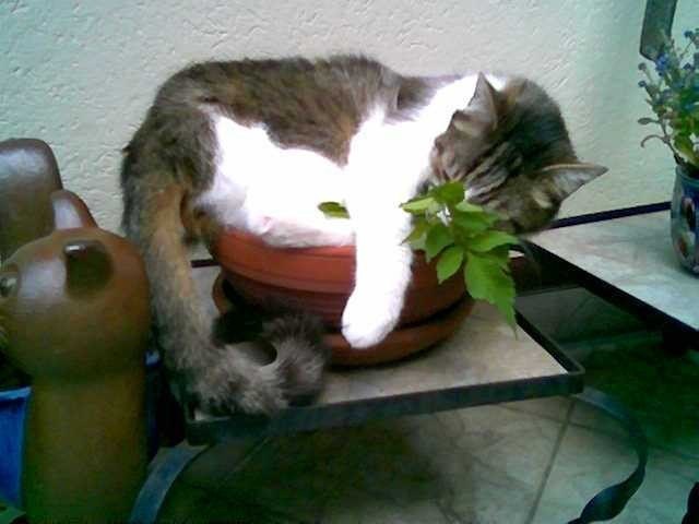 Platz ist in der kleinsten Hütte, für Moritz reicht ein Blumentopf!