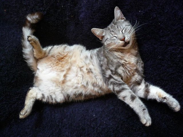 moritz - the crazy cat