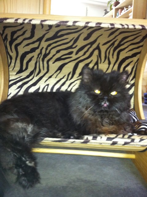 Leonardo  dem Laaaannngggweiligem