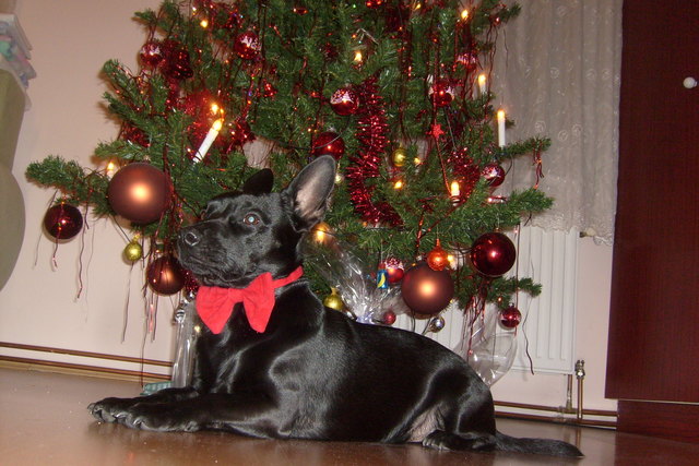 Felix wunscht Happy Neu 2013