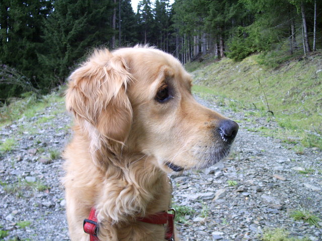 Wann hat mein Herrchen genügend Schwammerl gefunden???