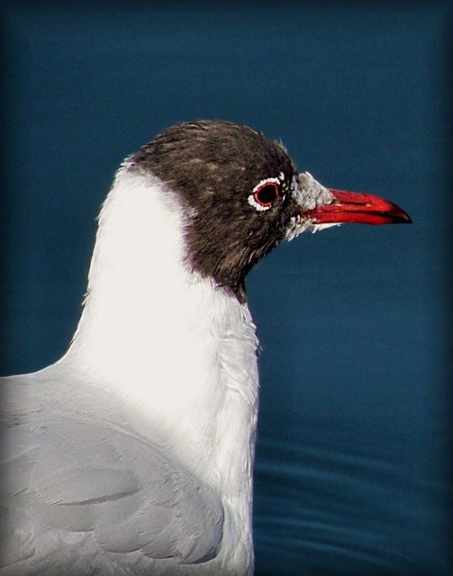 Möwe im Wasserpark, Floridsdorf