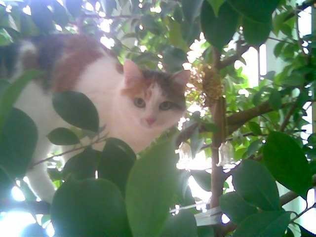 Wer braucht schoneeinen Garten, Leila liebt Frauchens Ficus.