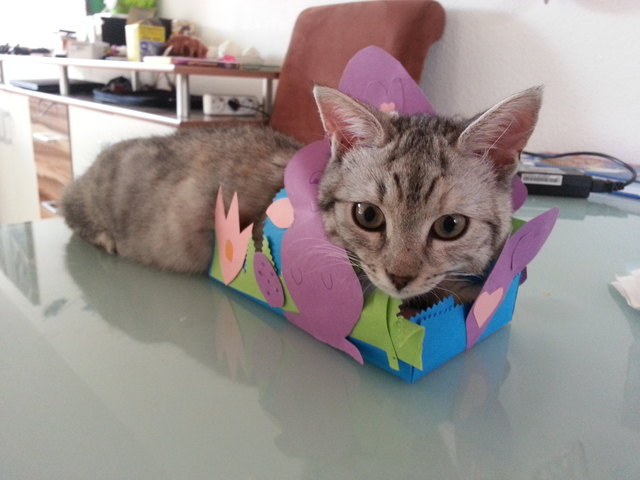 Katze Flauschi im Osternest