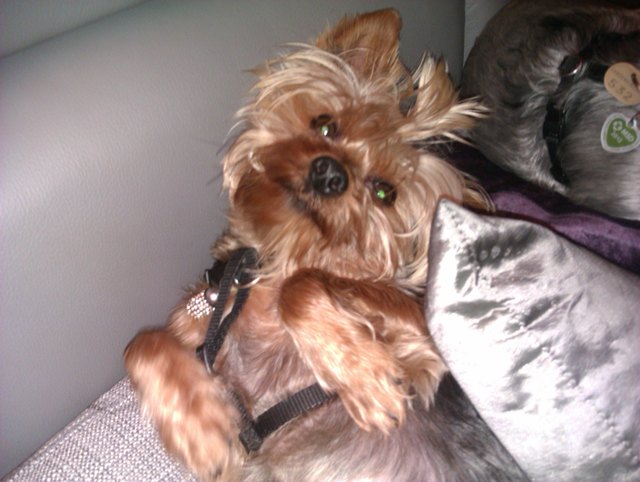 ich bin der glücklichste Jorki weit und breit! Ggg