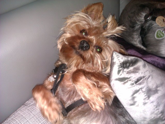 Ich bin der glücklichste Jorki weit und breit! Gggg