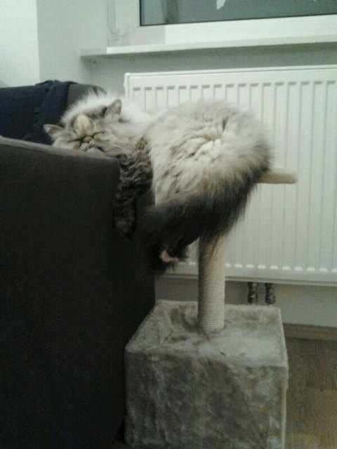 Unsere Katie - ganz entspannt