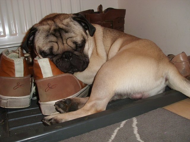 Shaggy - unser Schuhschläfer