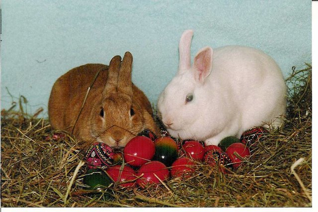 Stupsi und Bianca: Ostern kann kommen ! ;-)