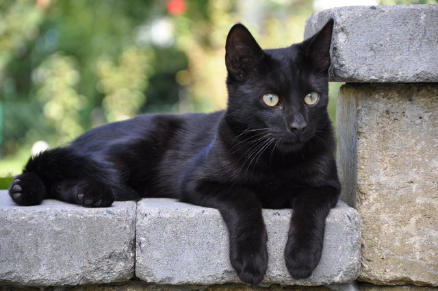 Mein Mauerplätzchen