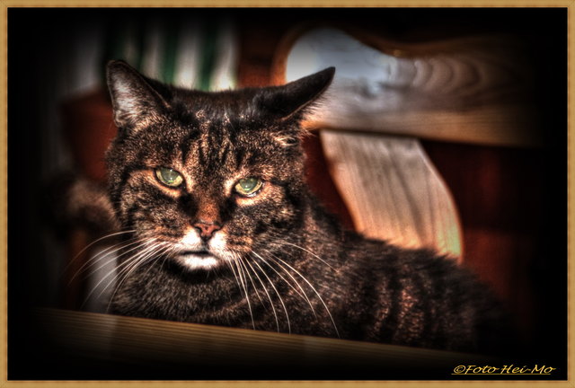 Bearly nachdenklich...