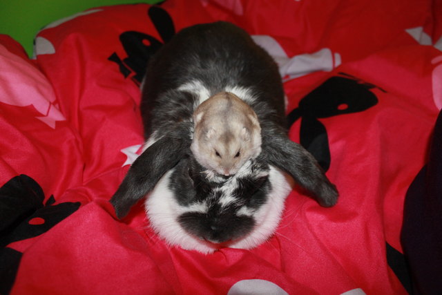 Zwei ganz dicke Freunde