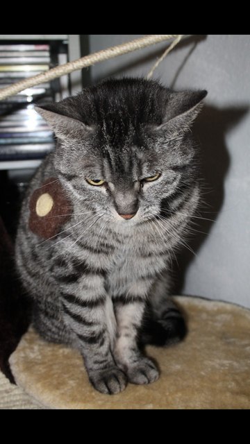 Meine kleine Schmusekatze :-D