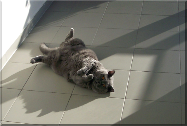 Unsere Sonnenanbeterin