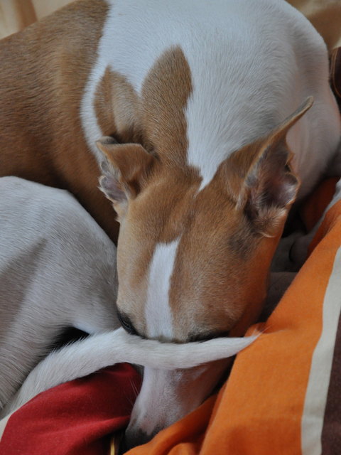 Ich hasse Winter - Überlebensstrategie der Whippet-Hündin Enya