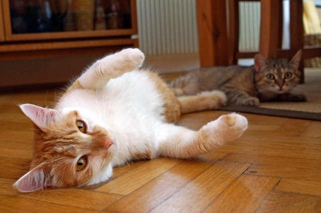 Bitte kraul' mich mal am Bauch! :-)