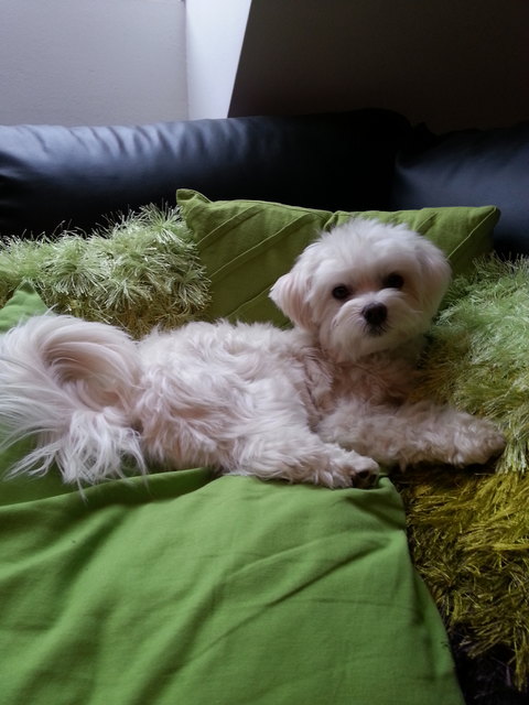 unser sammy bei seiner lieblingsbeschäftigung, kuscheln