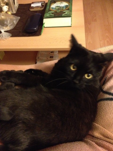 Mischu fühlt sich wohl beim Frauerl