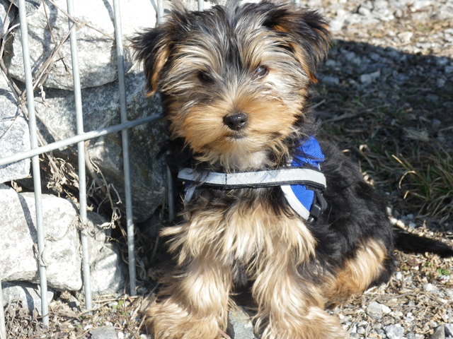 Mein süsser Yorky Pico ist überall dabei !!!