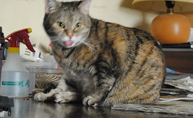 Ein scharfes Foto, auch wenn's unscharf ist ... meine Susi zeigt die Zunge!