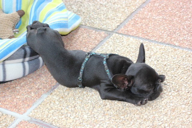 Pfau.....bin i müd.