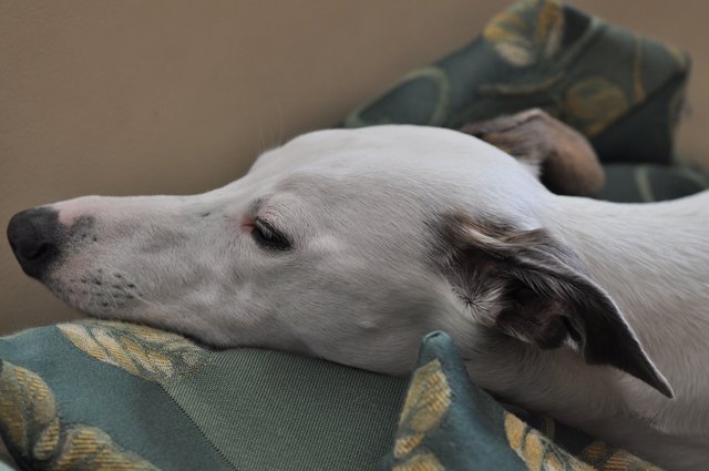 Ich bin die perfekte Sofa-Deko - Whippethündin Camille