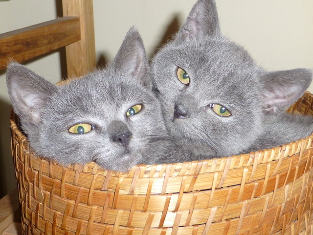 Gin und Tonic, noch passen wir in das Körberl