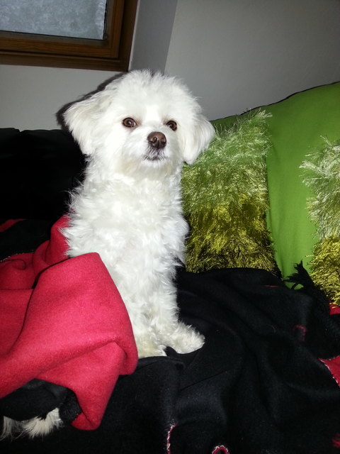 Sammy beim Fernsehen