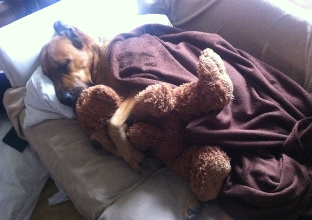 Saphira und der Bär beim kuscheln