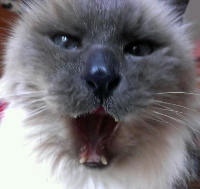 Niko Heilige birma 20 Jahre alt gähnt gerade