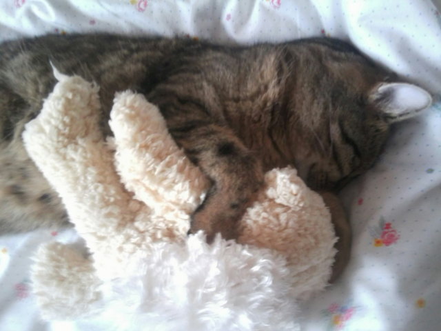 Benito beim Mittagsschlaf mit Teddy Bär