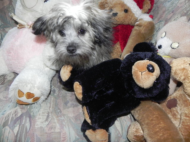 Kuscheltier Sammy unter seinen Kuscheltieren