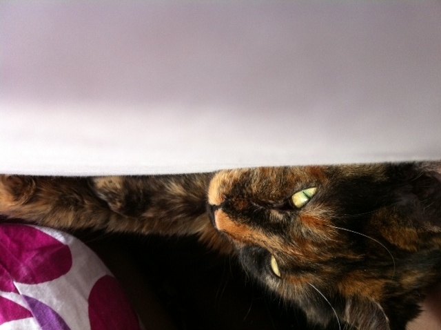 schön kuschelig unter der Decke!