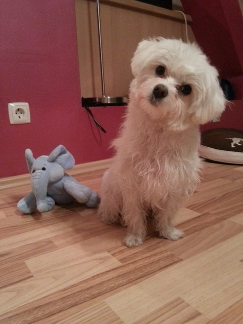 Sammy und Freund DUMBO