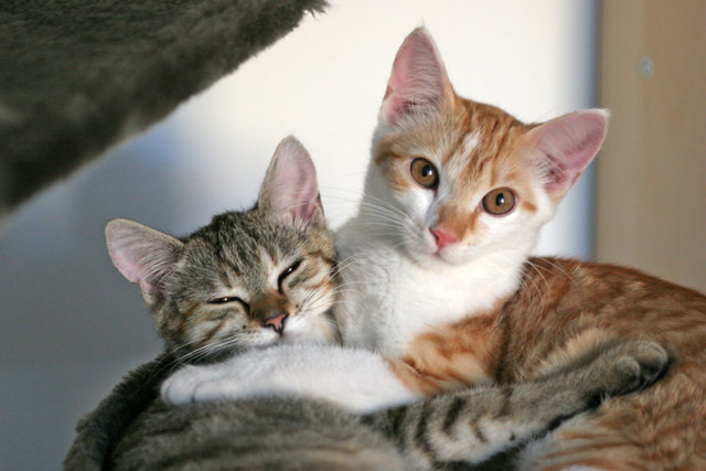 Die beiden Schwestern Mila und Cindy sind ein Herz und eine Seele.