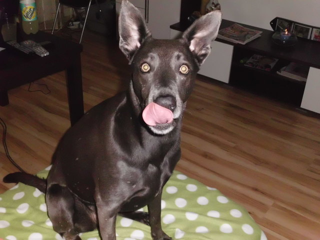 ...ist mein Futter schon unterwegs........???