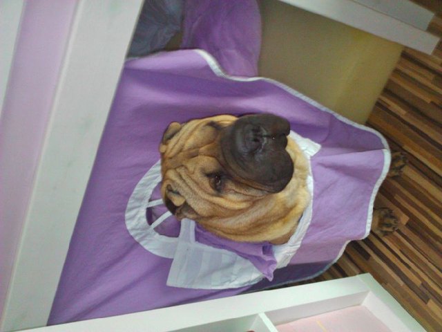 Samson spielt Burgfräulein