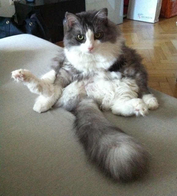 Kater Felix beim Yoga-Training