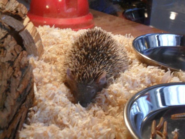 Tom ´der Zwergigel aus Madagaskar